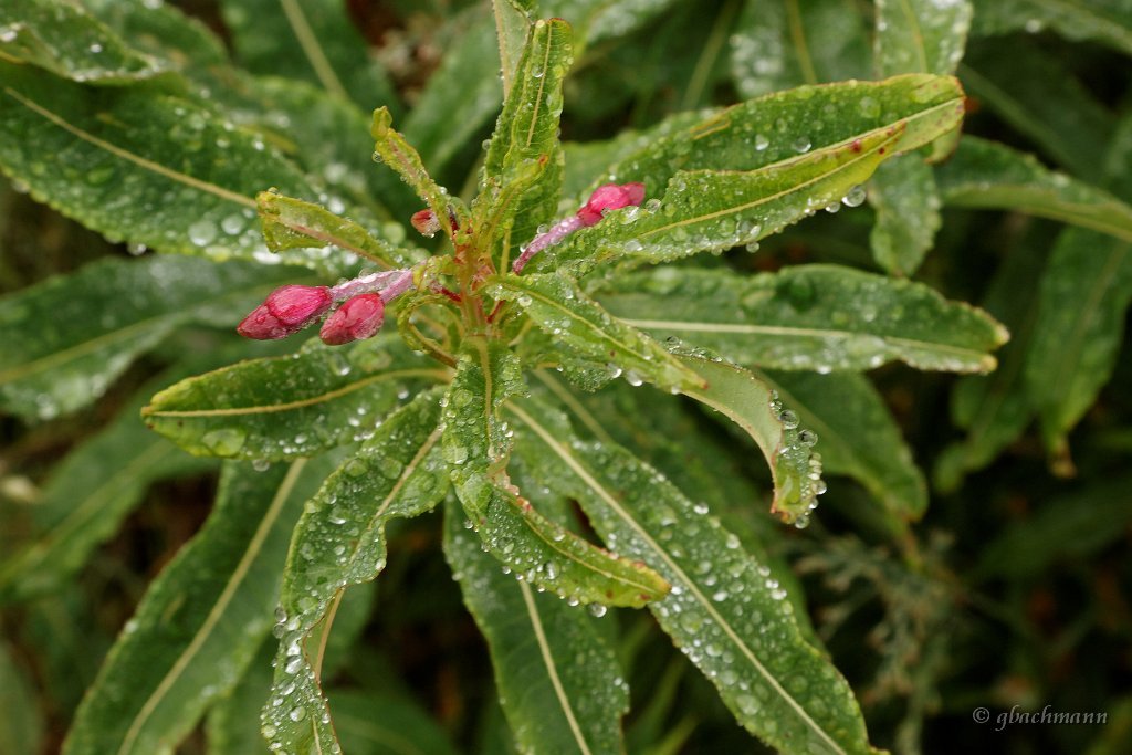 20090803_014_raw